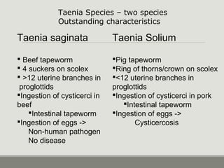 Taenia saginata
Proglottid > 12 uterine branches
 