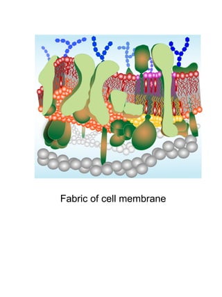 Fabric of cell membrane
 