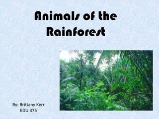 Animals of the Rainforest By: Brittany Kerr EDU 375 