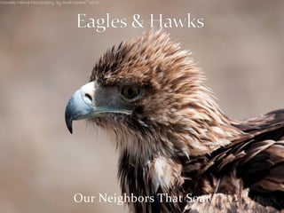 Eagles & Hawks - Our Neighbors That Soar