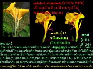 bracteole   ( ใบประดับย่อย )   corolla   ( วงกลีบดอก )   petaloid staminode   ( เกสรเพศผู้เป็นหมันที่เปลี่ยนรูปไปคล้ายกลีบดอก )   sepal   ( กลีบเลี้ยง )   พุทธรักษา  ( Canna  sp.) พุทธรักษาออกดอกเป็นช่อ ดอกย่อยแต่ละดอกมีใบประดับย่อยสีเขียวรองรับ กลีบเลี้ยง  3  กลีบ แยกจากกันเป็นอิสระ กลีบดอก  3  กลีบเชื่อมติดกันที่โคน และเชื่อมติดกับเกสรเพศผู้และเกสรเพศเมียด้วย ทำให้มีลักษณะคล้ายเป็นหลอด เกสรเพศผู้  1  อัน เปลี่ยนรูปไปคล้ายเป็นกลีบดอก แต่ยังคงเห็นอับเรณูติดอยู่ที่ด้านข้างของส่วนที่คล้ายเป็นกลีบ เกสร เพศผู้เป็นหมัน  4  อัน เปลี่ยนรูปไปคล้ายเป็นกลีบดอกเช่นกัน เกสรเพศเมีย  1  อัน รังไข่ใต้วงกลีบ ก้านยอดเกสรเพศ เมีย  1  อัน แผ่ออกคล้ายเป็นกลีบ ยอดเกสรเพศเมียอยู่ที่ขอบด้านบนของก้านยอดเกสรเพศเมียที่แผ่ออก ลิขสิทธิ์ของหน่วยปฏิบัติการวิจัยพรรณไม้ประเทศไทย ภาควิชาพฤกษศาสตร์ คณะวิทยาศาสตร์ จุฬาลงกรณ์มหาวิทยาลัย 