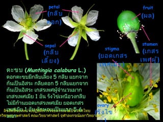 petal  ( กลีบดอก )   sepal  ( กลีบเลี้ยง )   stigma   ( ยอดเกสรเพศเมีย )   ovary   ( รังไข่ )   stamen   ( เกสรเพศผู้ )   fruit   ( ผล )   ลิขสิทธิ์ของหน่วยปฏิบัติการวิจัยพรรณไม้ประเทศไทย  ภาควิชาพฤกษศาสตร์ คณะวิทยาศาสตร์ จุฬาลงกรณ์มหาวิทยาลัย ตะขบ  ( Muntingia calabura  L.) ดอกตะขบมีกลีบเลี้ยง  5  กลีบ แยกจากกันเป็นอิสระ กลีบดอก  5  กลีบแยกจากกันเป็นอิสระ เกสรเพศผู้จำนวนมาก เกสรเพศเมีย  1  อัน รังไข่เหนือวงกลีบ ไม่มีก้านยอดเกสรเพศเมีย ยอดเกสรเพศเมีย  1  อัน ลักษณะเป็นแฉก  5-6  แฉก 