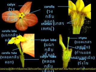 ลิขสิทธิ์ของหน่วยปฏิบัติการวิจัยพรรณไม้ประเทศไทย ภาควิชาพฤกษศาสตร์ คณะวิทยาศาสตร์ จุฬาลงกรณ์มหาวิทยาลัย calyx   ( วงกลีบเลี้ยง )   corolla   ( วงกลีบดอก )   stamen   ( เกสรเพศผู้ )   calyx lobe   ( แฉกกลีบเลี้ยง )   calyx tube   ( หลอดกลีบเลี้ยง )   corolla lobe   ( แฉกกลีบดอก )   corolla tube   ( หลอดกลีบดอก )   stigma   ( ยอดเกสรเพศเมีย )   style   ( ก้านยอดเกสรเพศเมีย )   ovary   ( รังไข่ )   