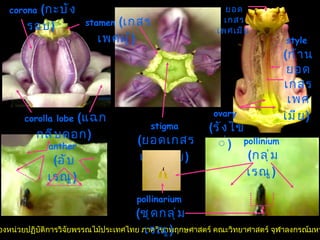 ลิขสิทธิ์ของหน่วยปฏิบัติการวิจัยพรรณไม้ประเทศไทย ภาควิชาพฤกษศาสตร์ คณะวิทยาศาสตร์ จุฬาลงกรณ์มหาวิทยาลัย ovary   ( รังไข่ )   style   ( ก้านยอด เกสรเพศ เมีย )   stigma   ( ยอดเกสรเพศเมีย )   ยอดเกสร เพศเมีย   corona   ( กะบังรอบ )   pollinium   ( กลุ่มเรณู )   anther   ( อับเรณู )   stamen   ( เกสรเพศผู้ )   corolla lobe   ( แฉกกลีบดอก )   pollinarium   ( ชุดกลุ่มเรณู )   