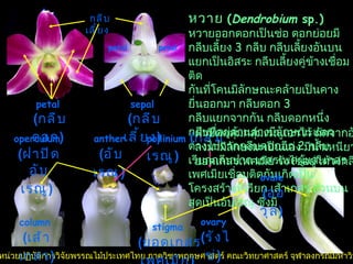 ลิขสิทธิ์ของหน่วยปฏิบัติการวิจัยพรรณไม้ประเทศไทย ภาควิชาพฤกษศาสตร์ คณะวิทยาศาสตร์ จุฬาลงกรณ์มหาวิทยาลัย sepal  ( กลีบเลี้ยง )   petal  ( กลีบดอก )   stigma   ( ยอดเกสรเพศเมีย )   anther   ( อับเรณู )   operculum   ( ฝาปิดอับเรณู )   column   ( เส้าเกสร )   pollinium   ( กลุ่มเรณู )   กลีบเลี้ยง   ovary   ( รังไข่ )   ovule   ( ออวุล )   petal  petal  หวาย  ( Dendrobium  sp.) หวายออกดอกเป็นช่อ ดอกย่อยมีกลีบเลี้ยง  3  กลีบ กลีบเลี้ยงอันบนแยกเป็นอิสระ กลีบเลี้ยงคู่ข้างเชื่อมติด กันที่โคนมีลักษณะคล้ายเป็นคางยื่นออกมา กลีบดอก  3 กลีบแยกจากกัน กลีบดอกหนึ่งกลีบที่อยู่ด้านล่างมีลักษณะแตกต่างไปจากกลีบดอกอีก  2  กลีบ เรียกกลีบปาก เกสรเพศผู้และเกสรเพศเมียเชื่อมติดกันเกิดเป็นโครงสร้างที่เรียก เส้าเกสร ส่วนบนสุดเป็นอับเรณู ซึ่งมี ฝาปิดคลุมกลุ่มเรณูเอาไว้ ถัดจากอับเรณู ลงมามีลักษณะเป็นแอ่ง มีน้ำเหนียวๆ คือ ยอดเกสรเพศเมีย รังไข่อยู่ใต้วงกลีบ 