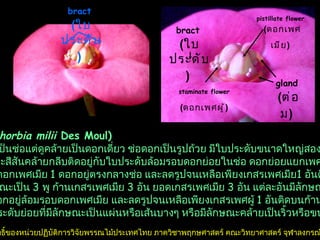 gland   ( ต่อม )   bract   ( ใบประดับ )   bract   ( ใบประดับ )   pistillate flower   ( ดอกเพศเมีย )   staminate flower   ( ดอกเพศผู้ )   โป๊ยเซียน  ( Euphorbia milii  Des Moul) โป๊ยเซียนออกดอกเป็นช่อแต่ดูคล้ายเป็นดอกเดี่ยว ช่อดอกเป็นรูปถ้วย มีใบประดับขนาดใหญ่สองใบรองรับช่อดอก  มีต่อมที่มีลักษณะและสีสันคล้ายกลีบติดอยู่กับใบประดับล้อมรอบดอกย่อยในช่อ ดอกย่อยแยกเพศ และไม่มีวงกลีบ ใน  1  ช่อดอกจะพบดอกเพศเมีย  1  ดอกอยู่ตรงกลางช่อ และลดรูปจนเหลือเพียงเกสรเพศเมีย 1  อันติดอยู่บนก้าน ดอกย่อย รังไข่ลักษณะเป็น  3  พู ก้านเกสรเพศเมีย  3  อัน ยอดเกสรเพศเมีย  3  อัน แต่ละอันมีลักษณะเป็นสองแฉก ดอกเพศผู้มีหลายดอกอยู่ล้อมรอบดอกเพศเมีย และลดรูปจนเหลือเพียงเกสรเพศผู้  1  อันติดบนก้านดอกย่อย ที่โคน ก้านดอกย่อยมีใบประดับย่อยที่มีลักษณะเป็นแผ่นหรือเส้นบางๆ หรือมีลักษณะคล้ายเป็นริ้วหรือขน  ลิขสิทธิ์ของหน่วยปฏิบัติการวิจัยพรรณไม้ประเทศไทย ภาควิชาพฤกษศาสตร์ คณะวิทยาศาสตร์ จุฬาลงกรณ์มหาวิทยาลัย 