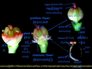 ดอกเพศเมีย   ดอกเพศผู้   pistillate flower   ( ดอกเพศเมีย )   staminate flower   ( ดอกเพศผู้ )   gland   ( ต่อม )   ต่อม   style   ( ก้านยอดเกสรเพศเมีย )   stigma   ( ยอดเกสรเพศเมีย )   ovary   ( รังไข่ )   anther   ( อับเรณู )   filament  ( ก้านชูอับเรณู )   bracteole   ( ใบประดับย่อย )   pedicel  ( ก้านดอกย่อย )   รอยต่อ   pedicel  ( ก้านดอกย่อย )   ลิขสิทธิ์ของหน่วยปฏิบัติการวิจัยพรรณไม้ประเทศไทย ภาควิชาพฤกษศาสตร์ คณะวิทยาศาสตร์ จุฬาลงกรณ์มหาวิทยาลัย 