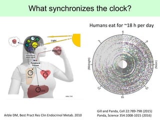 What synchronizes the clock?
Gill and Panda, Cell 22:789-798 (2015)
Panda, Science 354:1008-1015 (2016)
Humans eat for ~18...