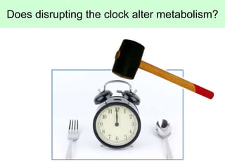 Does disrupting the clock alter metabolism?
 