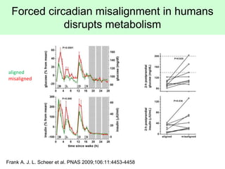Frank A. J. L. Scheer et al. PNAS 2009;106:11:4453-4458
Forced circadian misalignment in humans
disrupts metabolism
aligne...