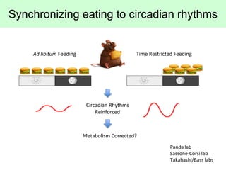 Time Restricted Feeding
Ad libitum Feeding
Circadian Rhythms
Reinforced
Metabolism Corrected?
Synchronizing eating to circ...