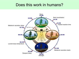 Does this work in humans?
 