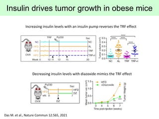 Insulin drives tumor growth in obese mice
Increasing insulin levels with an insulin pump reverses the TRF effect
Decreasin...