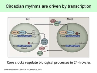 Circadian rhythms are driven by transcription
Core clocks regulate biological processes in 24-h cycles
Bmal1
Asher and Sas...