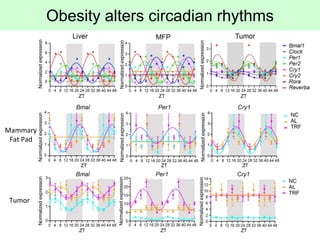 Obesity alters circadian rhythms
Mammary
Fat Pad
Tumor
 