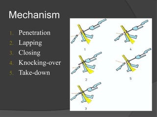 Mechanism
1. Penetration
2. Lapping
3. Closing
4. Knocking-over
5. Take-down
 
