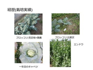 セレクトファームの販売戦略
 