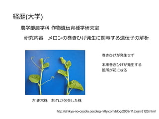 経歴(大学)
農学部農学科 作物遺伝育種学研究室
研究内容 メロンの巻きひげ発生に関与する遺伝子の解析
巻きひげが発生せず
本来巻きひげが発生する
箇所が花になる
左:正常株　右:TLが欠失した株
http://chikyu-no-cocolo.cocolog-nifty.com/blog/2009/11/post-3123.html
 