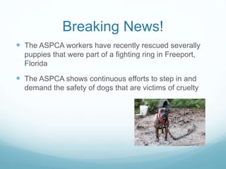 Breaking News!
 The ASPCA workers have recently rescued severally
puppies that were part of a fighting ring in Freeport,
Florida
 The ASPCA shows continuous efforts to step in and
demand the safety of dogs that are victims of cruelty
 