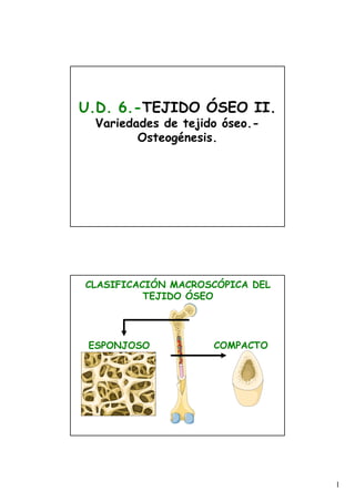 U.D. 6.-TEJIDO ÓSEO II.
  Variedades de tejido óseo.-
         Osteogénesis.




CLASIFICACIÓN MACROSCÓPICA DEL
          TEJIDO ÓSEO




 ESPONJOSO           COMPACTO




                                 1
 