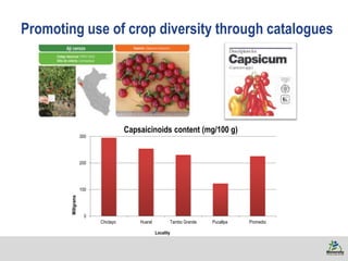 Promoting use of crop diversity through catalogues
0
100
200
300
Chiclayo Huaral Tambo Grande Pucallpa Promedio
Milligrams
Locality
Capsaicinoids content (mg/100 g)
 
