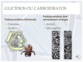 GLICÍDIOS OU CARBOIDRATOS
                              Polissacarídeos que
Polissacarídeos Estruturais   armazenam energia
• Celulose                    • Amido
• Quitina                     • Glicogênio
 