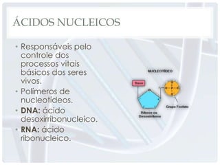 ÁCIDOS NUCLEICOS

• Responsáveis pelo
  controle dos
  processos vitais
  básicos dos seres
  vivos.
• Polímeros de
  nucleotídeos.
• DNA: ácido
  desoxirribonucleico.
• RNA: ácido
  ribonucleico.
 