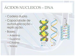 ÁCIDOS NUCLEICOS – DNA

• Cadeia dupla.
• Capacidade de
  autoduplicação –
  replicação.
• Bases:
 •   Adenina
 •   Guanina
 •   Citosina
 •   Timina
 