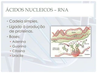 ÁCIDOS NUCLEICOS – RNA

• Cadeia simples.
• Ligado à produção
  de proteínas.
• Bases:
 •   Adenina
 •   Guanina
 •   Citosina
 •   Uracila
 