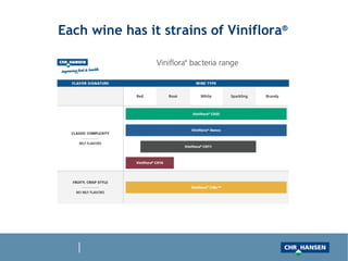 Each wine has it strains of Viniflora ®   