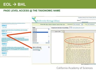 EOL  BHL
PAGE LEVEL ACCESS @ THE TAXONOMIC NAME
 