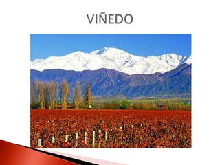 VIÑEDO