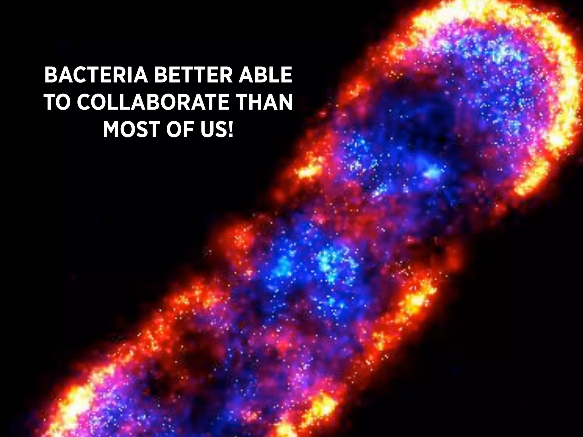 BACTERIA BETTER ABLE
TO COLLABORATE THAN
     MOST OF US!
 