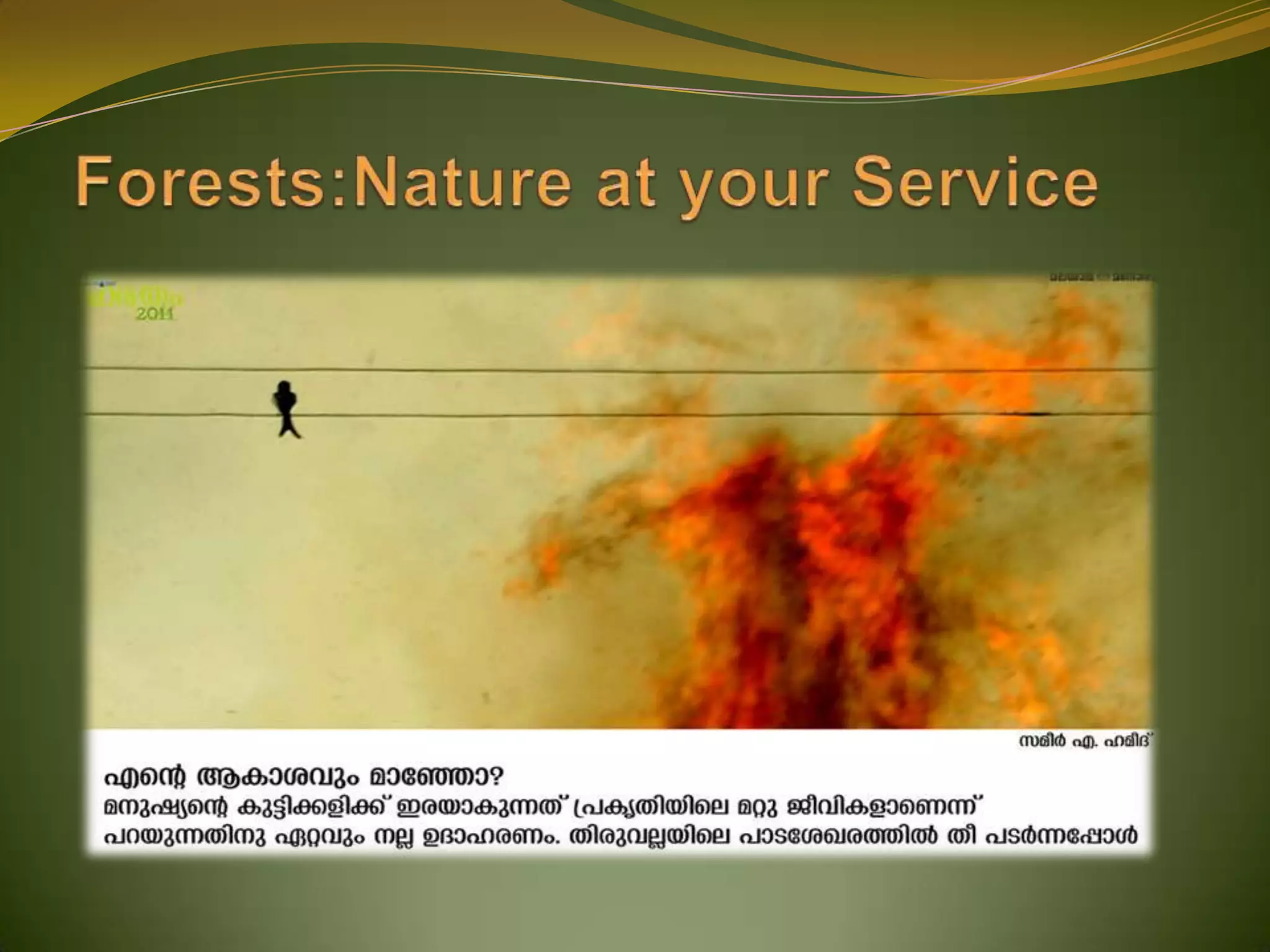 Forests:Nature at your Service