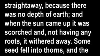 straightaway, because there
was no depth of earth; and
when the sun came up it was
scorched and, not having any
roots, it withered away. Some
seed fell into thorns, and the
 