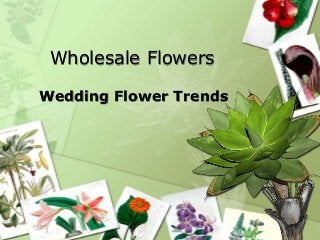 Wholesale Flowers

Wedding Flower Trends
 