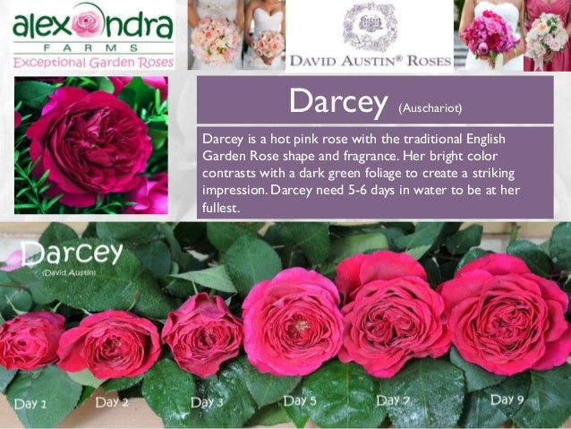 wedding garden rose guide 2015 david austin rose flyer
