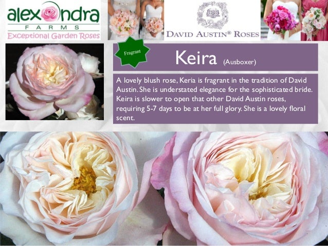 alexandra farms garden roses wedding guide 2015 david austin rose flyer