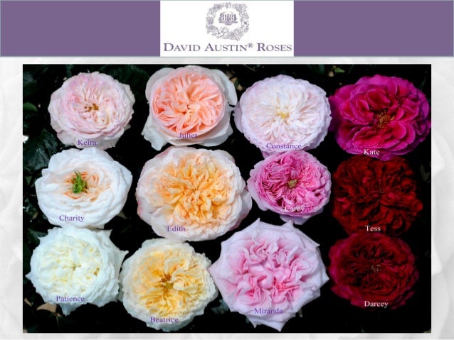 Alexandra Farms Garden Roses Wedding Guide 2015