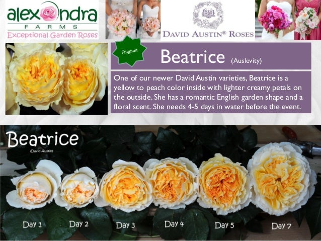 alexandra farms garden roses wedding guide 2015 david austin rose flyer