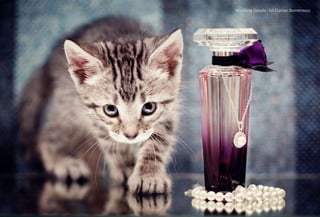 Wedding Details- 1st Ciprian Dumitrescu
 