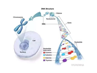 Introductory genetics and embryology | PPTX