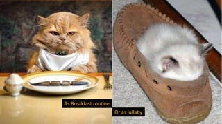 As Breakfast routine
Or as lullaby
 