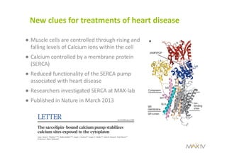 New clues for treatments of heart disease
● Muscle cells are controlled through rising and 
falling levels of Calcium ions within the cell
● Calcium controlled by a membrane protein 
(SERCA)
● Reduced functionality of the SERCA pump 
associated with heart disease
● Researchers investigated SERCA at MAX‐lab 
● Published in Nature in March 2013
 