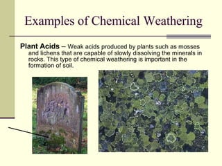 Examples of Chemical Weathering Plant Acids  –  Weak acids produced by plants such as mosses and lichens that are capable of slowly dissolving the minerals in rocks. This type of chemical weathering is important in the formation of soil. 