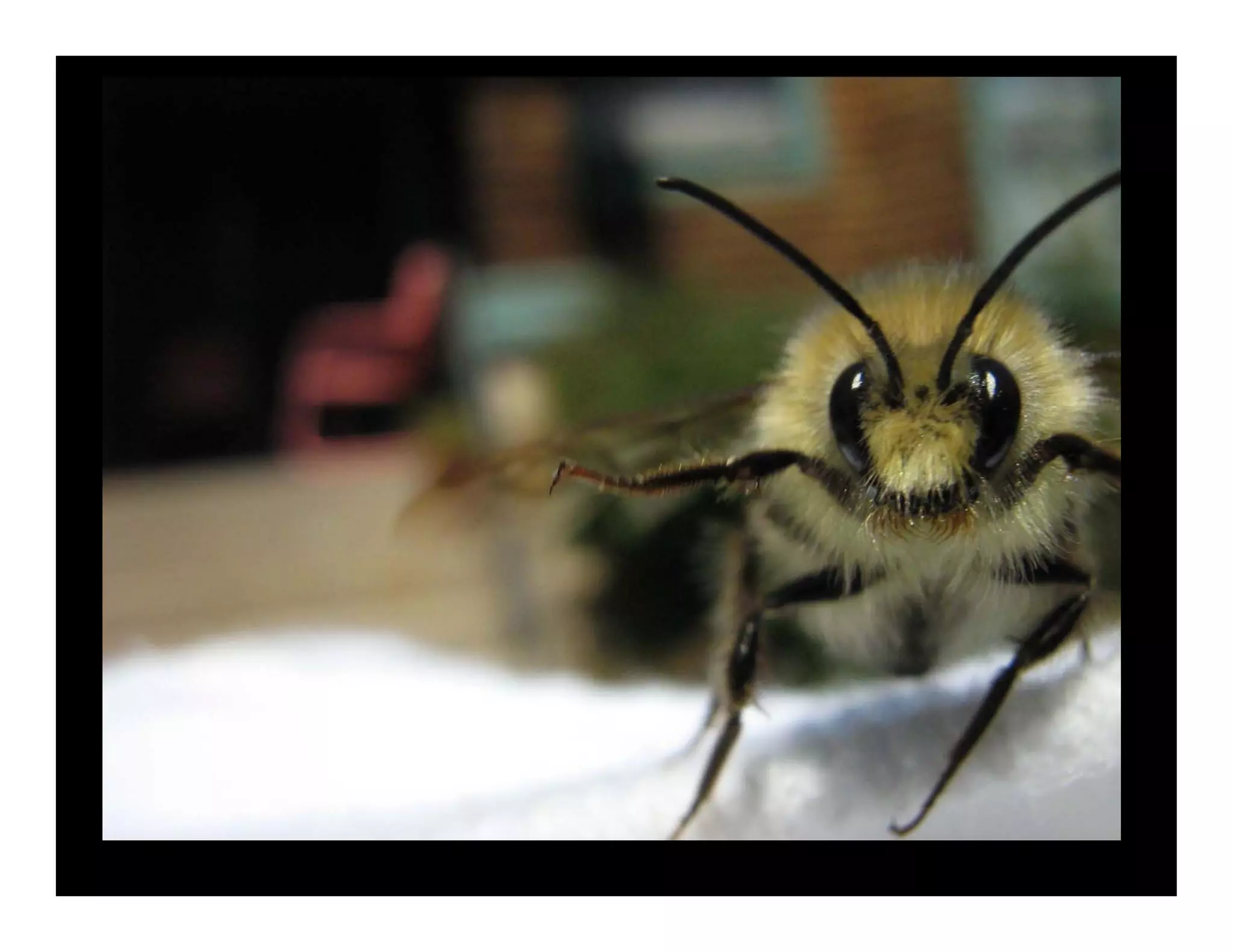 Weds1415oilfreetransport Meggs