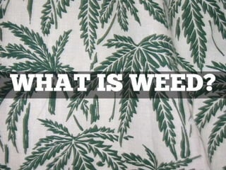 Weed 101 : A Beginner's Guide to Cannabis