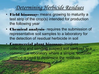 Determining Herbicide Residues 
• Field bioassay- means growing to maturity a 
test strip of the crop(s) intended for production 
the following year 
• Chemical analysis- requires the submission of 
representative soil samples to a laboratory for 
the detection of residual herbicide in soil 
• Commercial plant bioassay- involves 
collecting and sending suspect soil samples to a 
commercial laboratory where a simple, accurate 
method is used to determine the residues. 
 