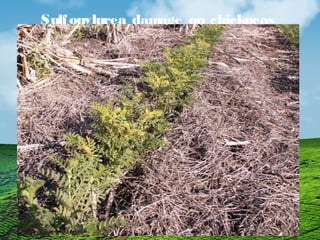 Sulfonylurea damage on chickpeas 
 