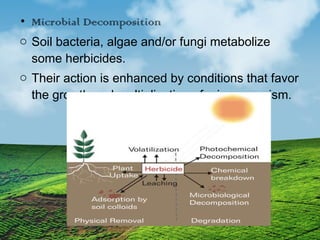 • Microbial Decomposition 
o Soil bacteria, algae and/or fungi metabolize 
some herbicides. 
o Their action is enhanced by conditions that favor 
the growth and multiplication of microorganism. 
 